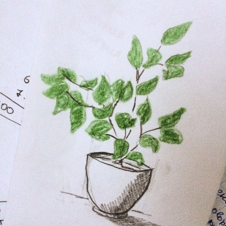 Фикус рисунок