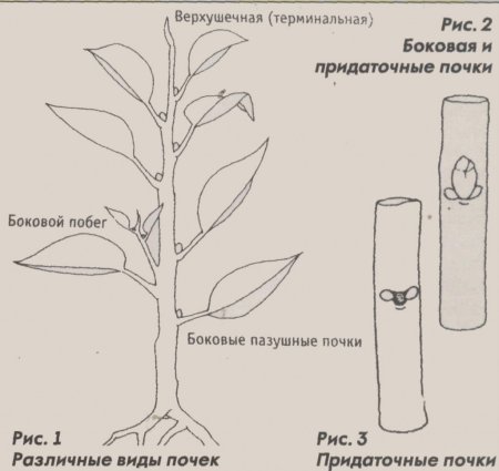 Фикус рисунок
