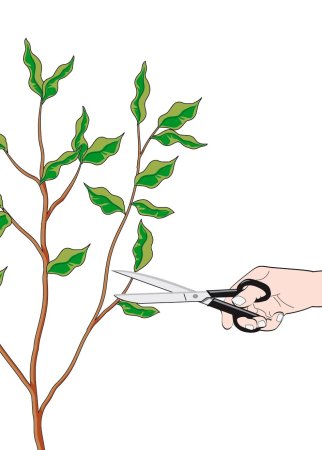 Ветка фикуса нарисовано