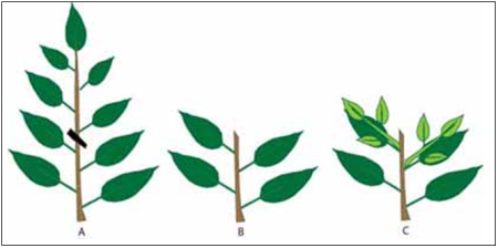 Комнатные растения скетч