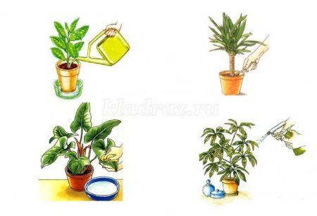 Рисование фикус