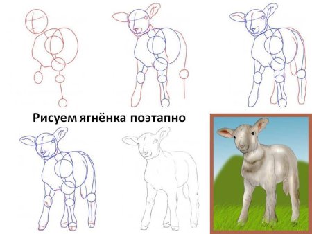 Как нарисовать ягненка поэтапно