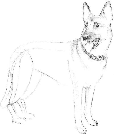 Рисунок немецкой овчарки карандашом для детей легкие