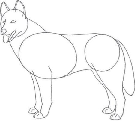 Поэтапный рисунок собаки карандашом