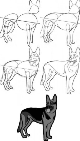 Рисование овчарки поэтапно для детей