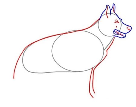 Постав передних конечностей собаки