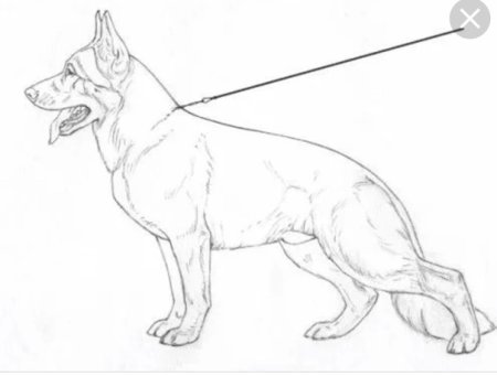 Немецкая овчарка референс
