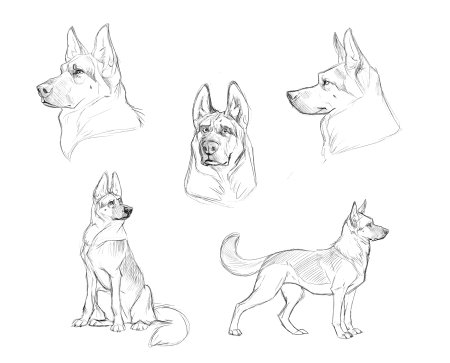 Немецкая овчарка рисовать легко