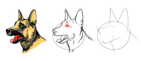 Немецкая овчарка для рисования