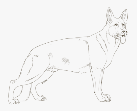 Поэтапный рисунок овчарки