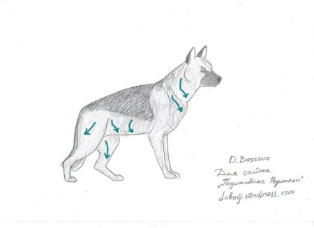 Как нарисовать овчарку поэтапно для детей