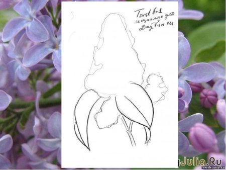 Поэтапное рисование сирени