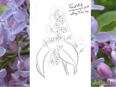 Этапы рисования сирени