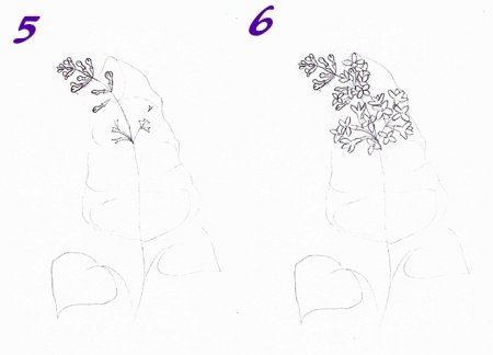 Пошаговые рисунки сирени