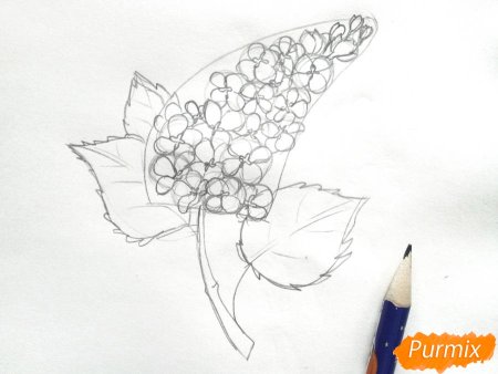 Сирень рисунок пошагово