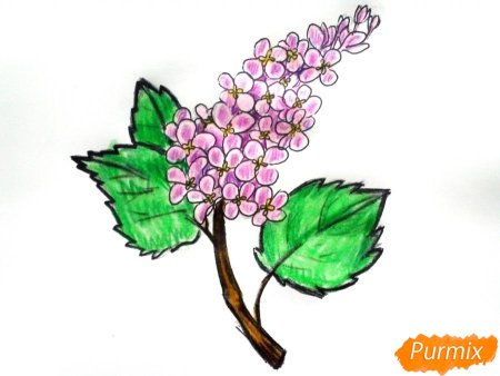 Ветка сирени поэтапное рисование