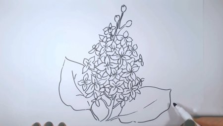 Сирень карандашом