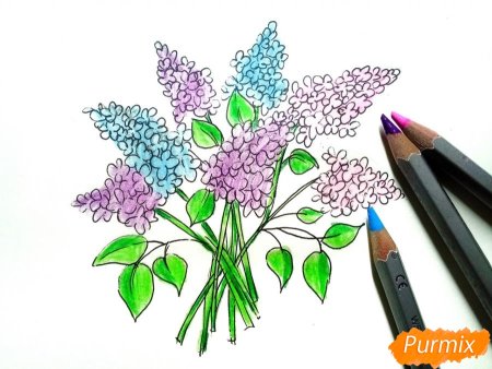 Букет сирени карандашом