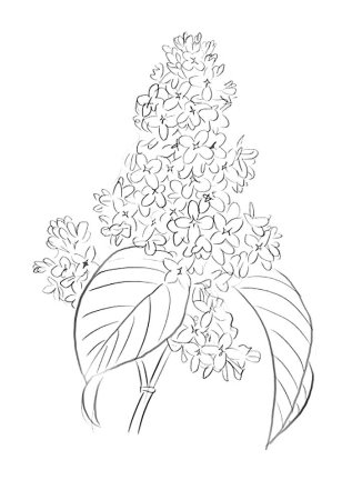 Сирень карандашом