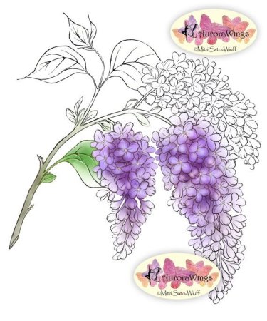 Нарисовать ветку сирени