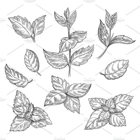 Рисунок мяты карандашом