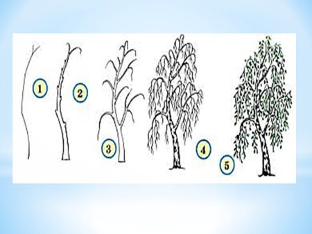 Поэтапоное рисование берёзы