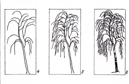 Рисование березы