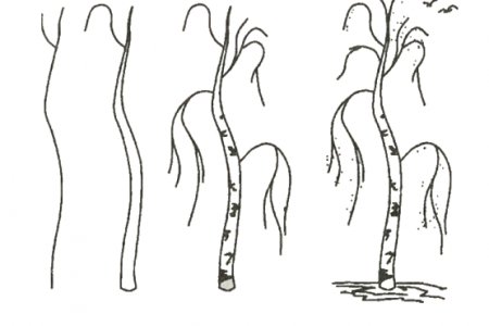 Схема рисования березы для детей