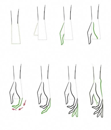 Этапы рисования рук