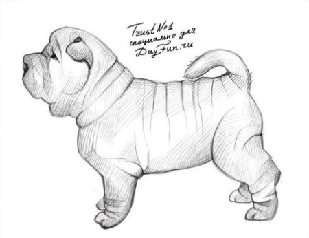 Шарпей карандашом