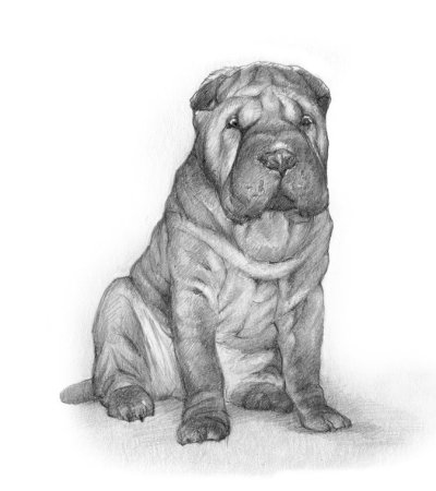Шарпей рисунок карандашом