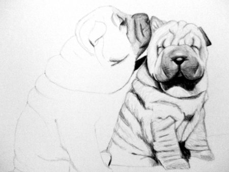 Шарпей раскраска для детей