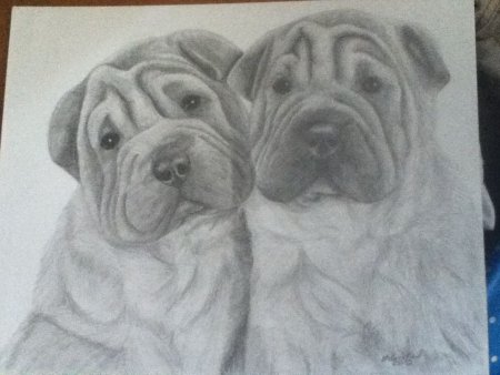 Шарпей высота в холке взрослого