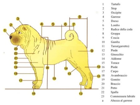 Нарисовать собаку шарпея