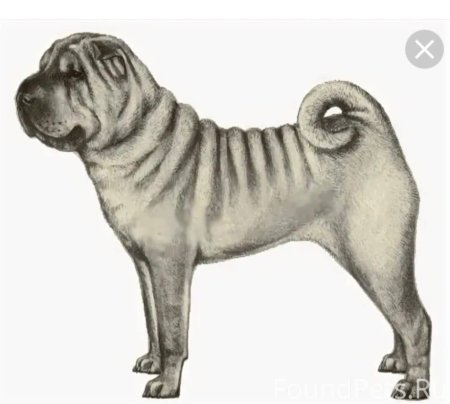 Шарпей стандарт породы РКФ