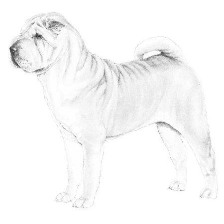 Рисунки карандашом для срисовки шарпей