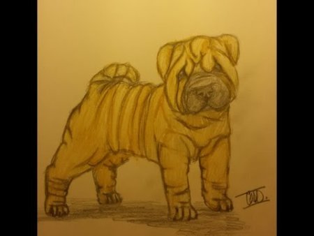 Как рисовать шарпея поэтапно карандашом