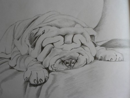 Шарпей скетч