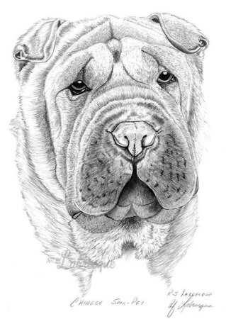 Шарпей раскраска