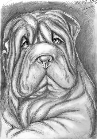 Собаки бульдог рисунок карандашом легко и просто