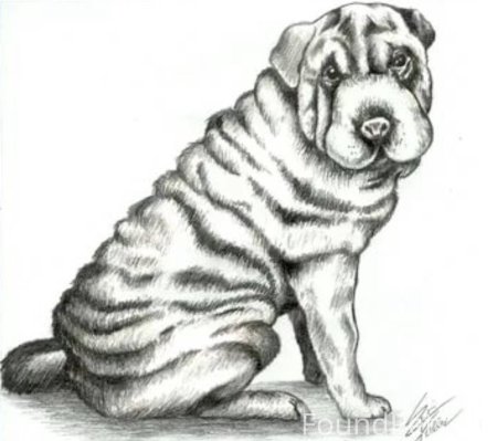 Как нарисовать собаку МОПСА поэтапно