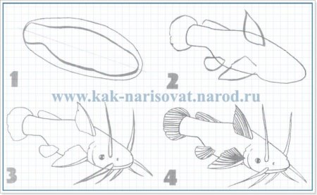 Сом поэтапное рисование