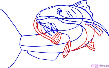 Нарисовать сома карандашом поэтапно