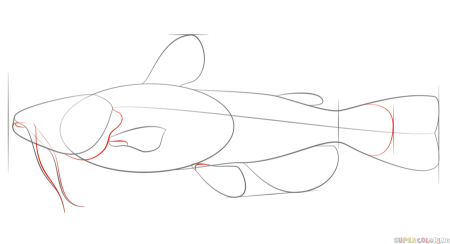Поэтапное рисование сома