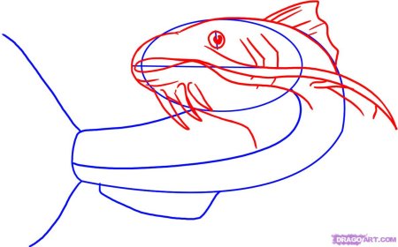 Поэтапное рисование сома