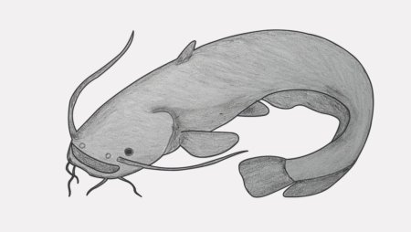 Поэтапное рисование сома