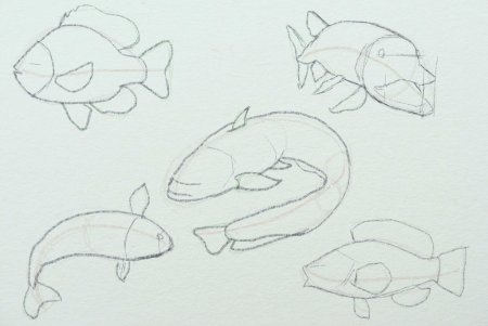 Рисунок сома карандашом