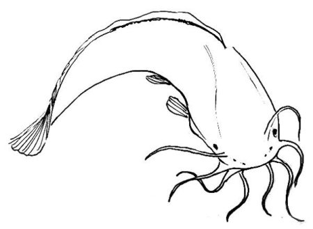 Схема рисования сом