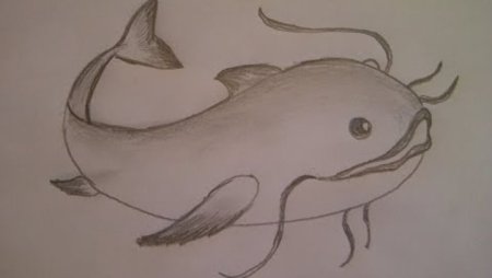 Рыба сом карандашом