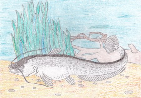 Рыбка сомик аквариумный раскраска